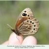 proterebia afra daghestan female 4